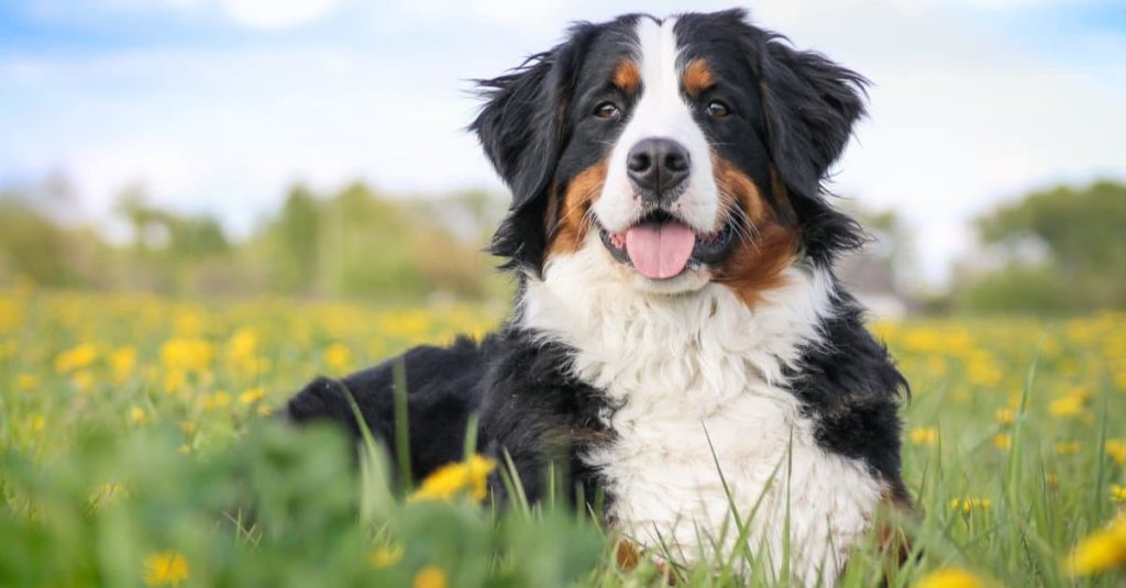 伯恩山犬台灣價格，缺點，智商，壽命及飼養方法大總結！