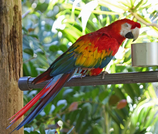 金剛鸚鵡幼鳥&成鳥價格多少！原生金剛鸚鵡種類大全，讓台中鸚鵡專賣店工作人員統統告訴你答案！