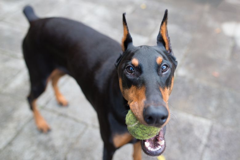 杜賓犬台灣可以養嗎？杜賓幼犬價格？哪裡有買？杜賓犬品種、犬舍及飼養方法，分享飼主必備知識！